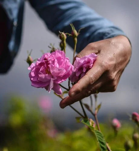 Miss Dior Absolutely Blooming - Perfume Planet