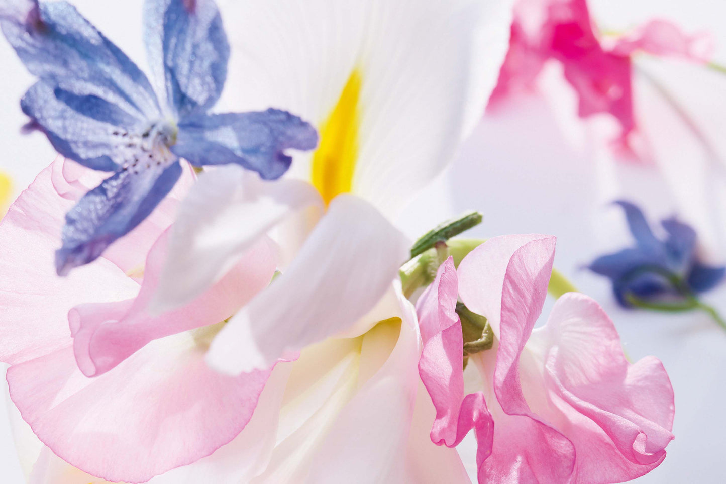 Miss Dior Eau de Parfum (New Edition) - Perfume Planet