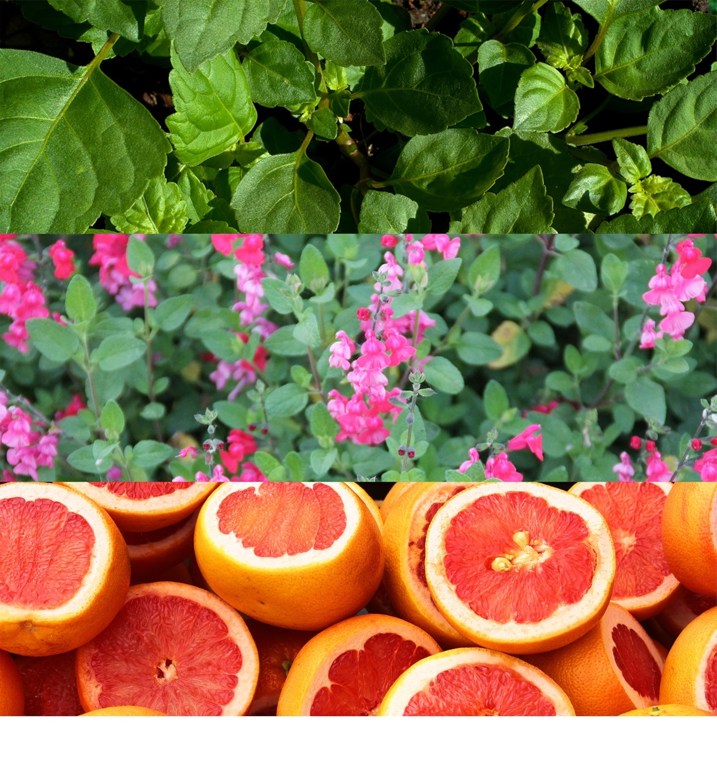 Escape EDT for Men - Perfume Planet